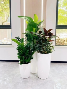 北仑花木租摆哪家出色？快来瞧瞧这几家！