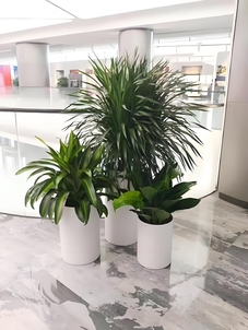 找专业花木租摆,鄞州这里超靠谱><div class=